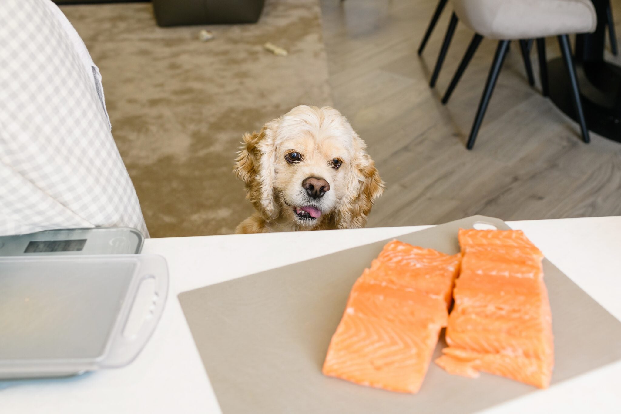 Vis, het geheime wapen voor de gezondheid van je hond