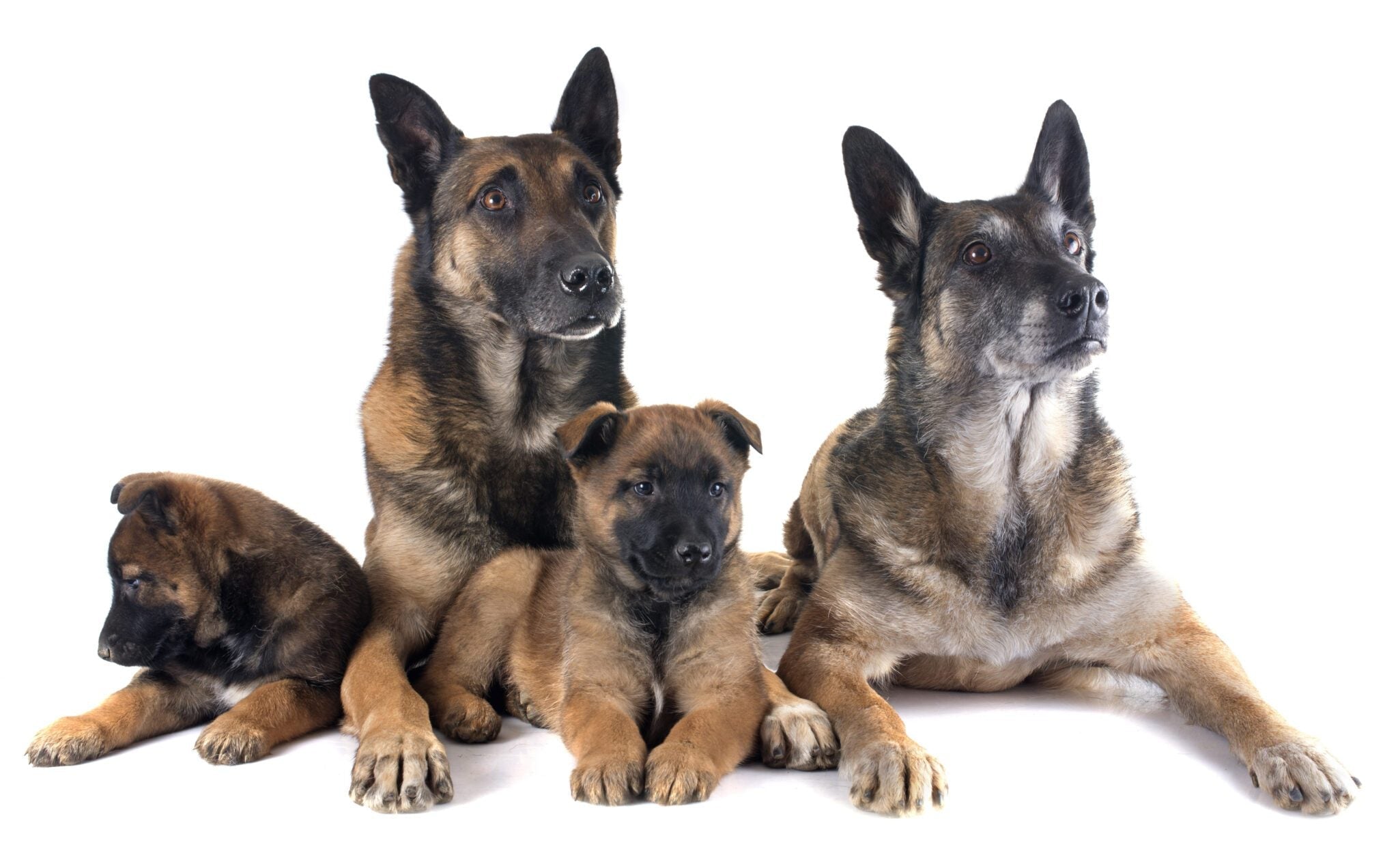 Van pup tot senior: waarom visvoeding ideaal is voor elke levensfase van je hond