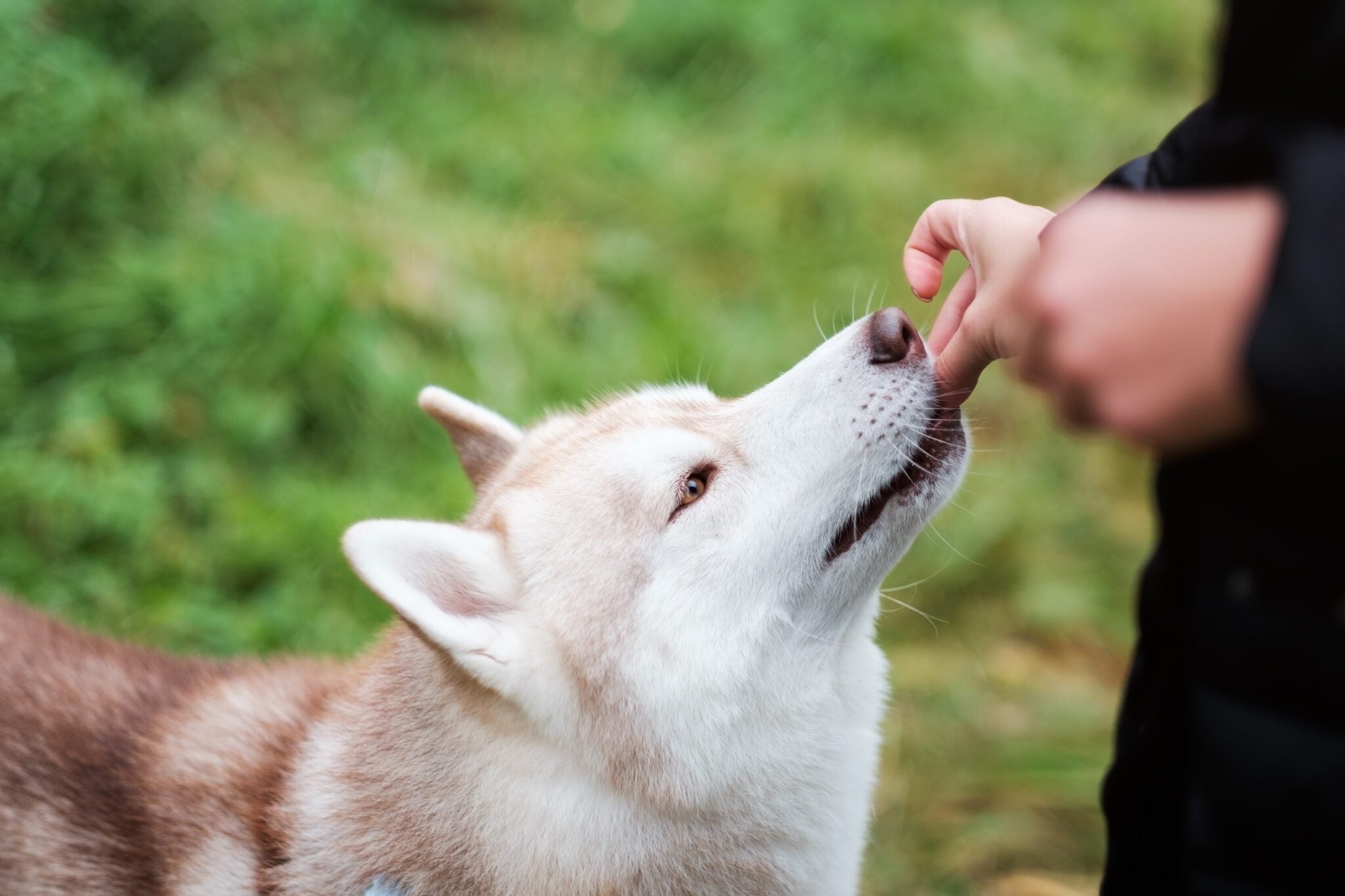 Gezonde extra’s voor je hond: wat kun je het beste geven?