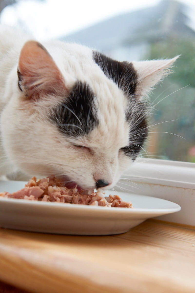 Kattenvoer